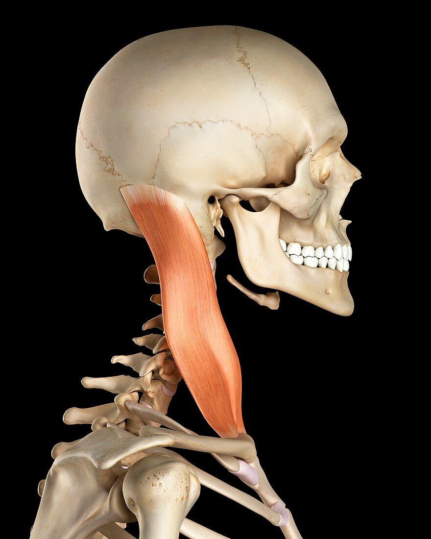 Human neck muscles,illustration