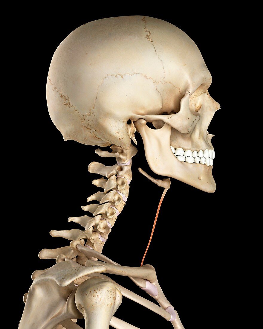 Human neck muscles,illustration