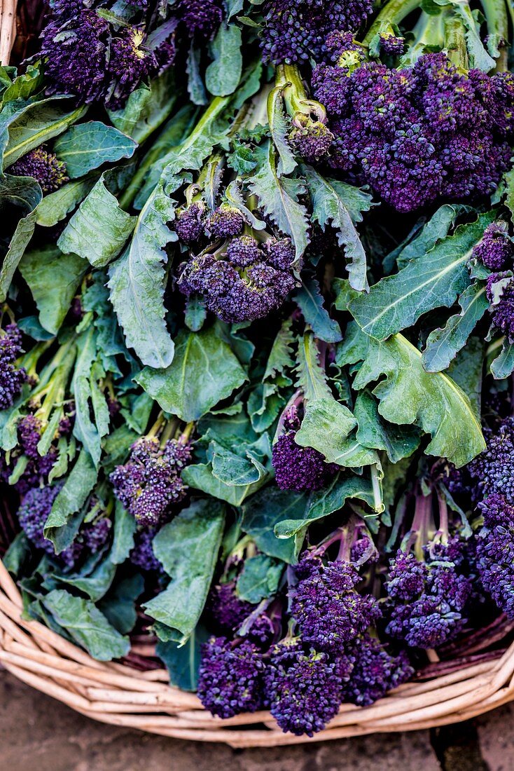 Purple sprouting broccoli