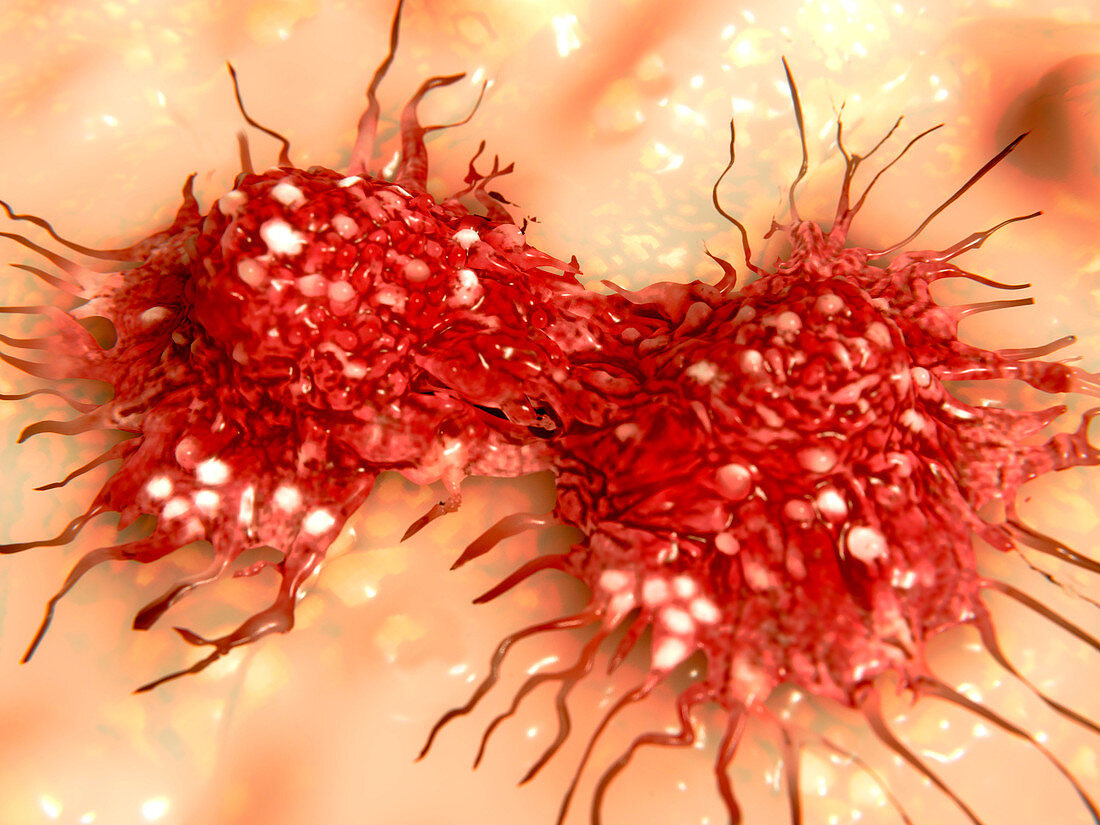 Dividing cancer cell,illustration