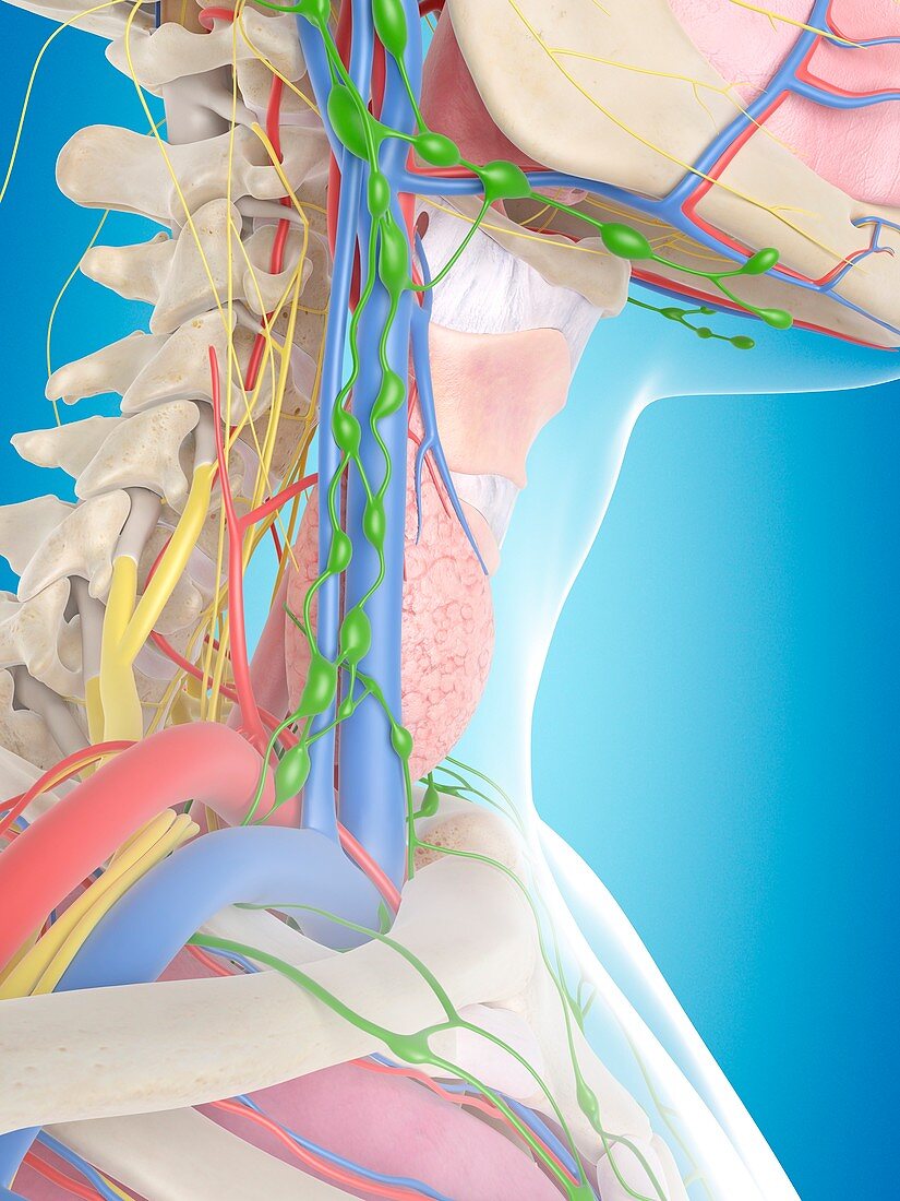 Human neck anatomy,illustration