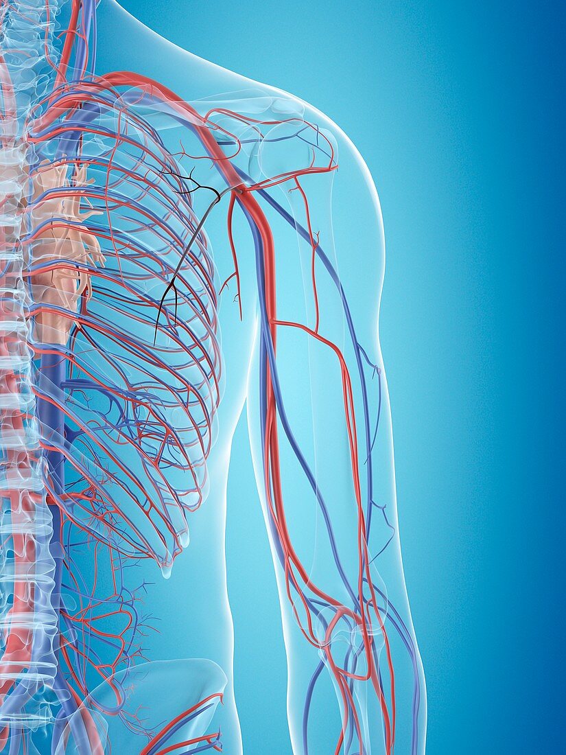 Human cardiovascular system,illustration