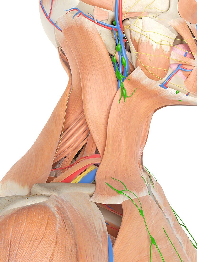 Anatomy of human neck,illustration