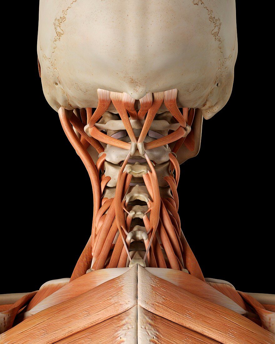 Human neck muscles,illustration