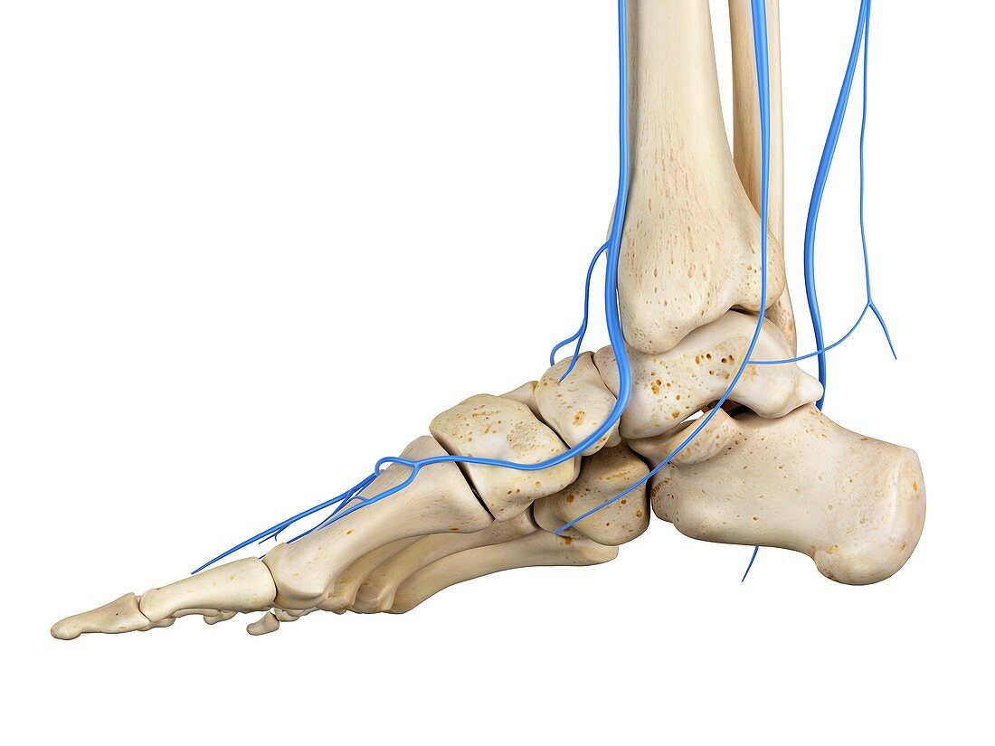 Human foot anatomy,illustration