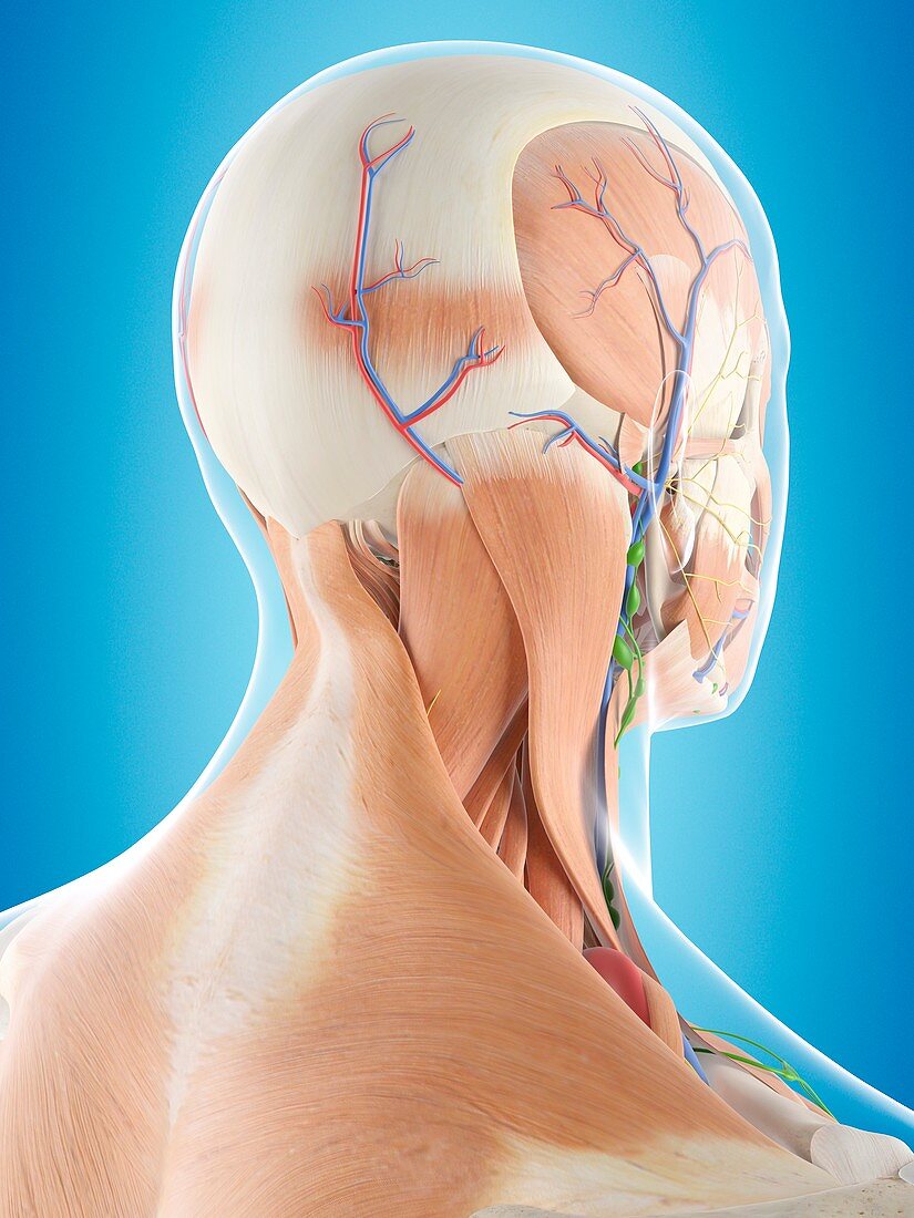 Human head anatomy,illustration