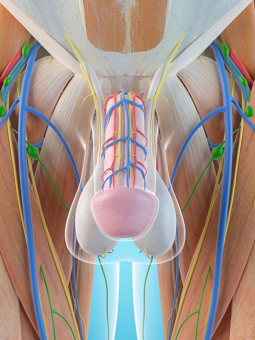 Male penis anatomy,illustration