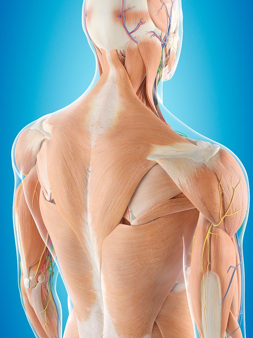 Human back anatomy,illustration