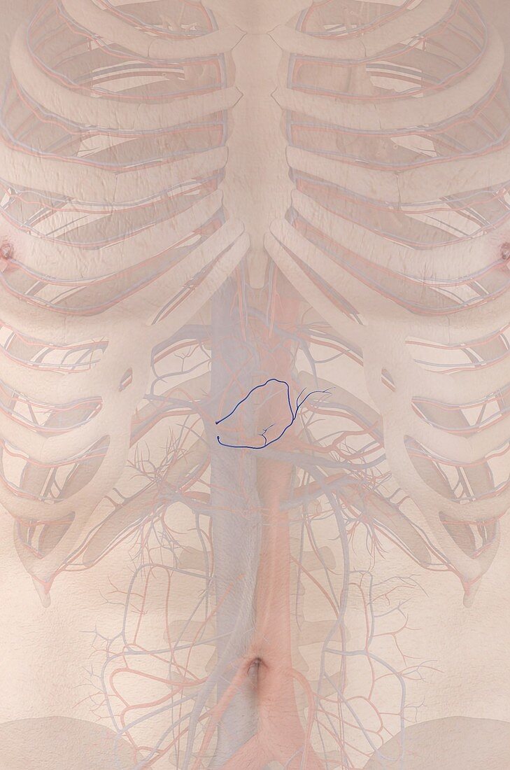 Human vein,illustration