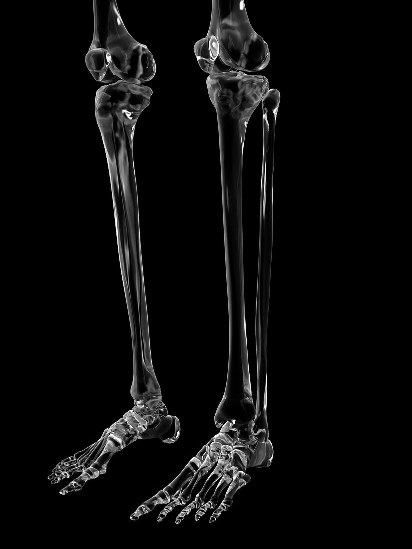 Human leg bones,illustration