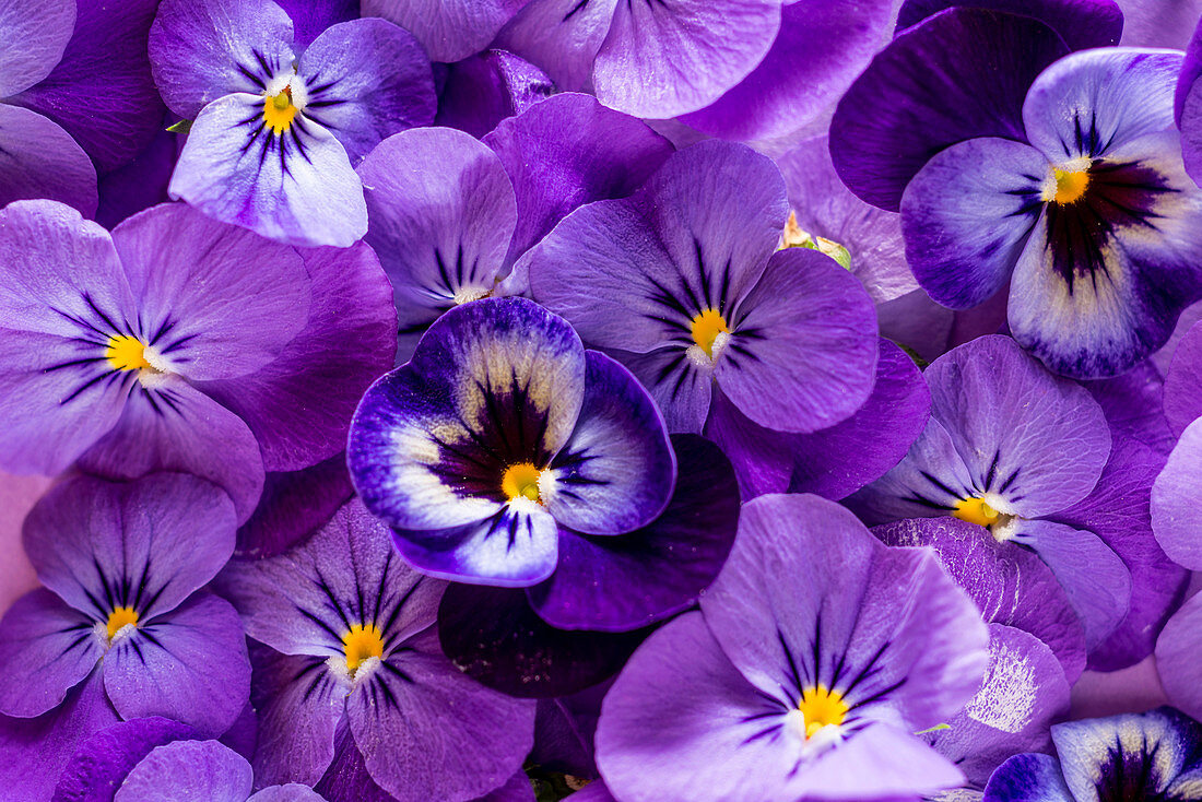 Purple flowers