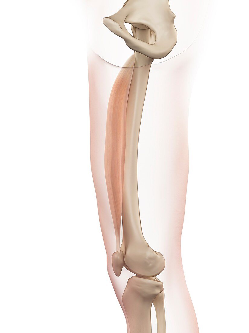 Human thigh muscle,illustration