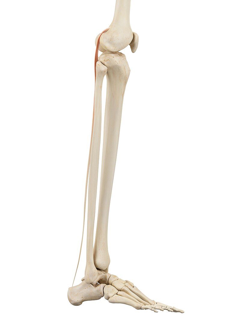 Human leg anatomy,illustration