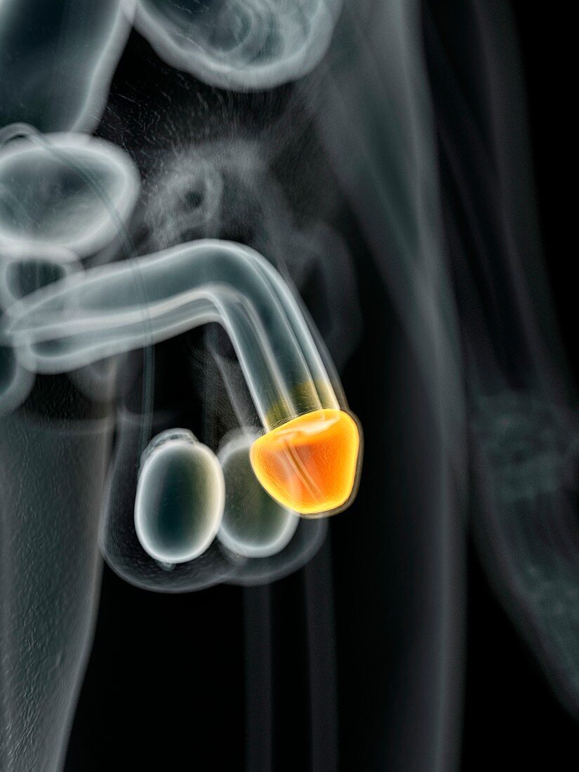 Male penis,illustration