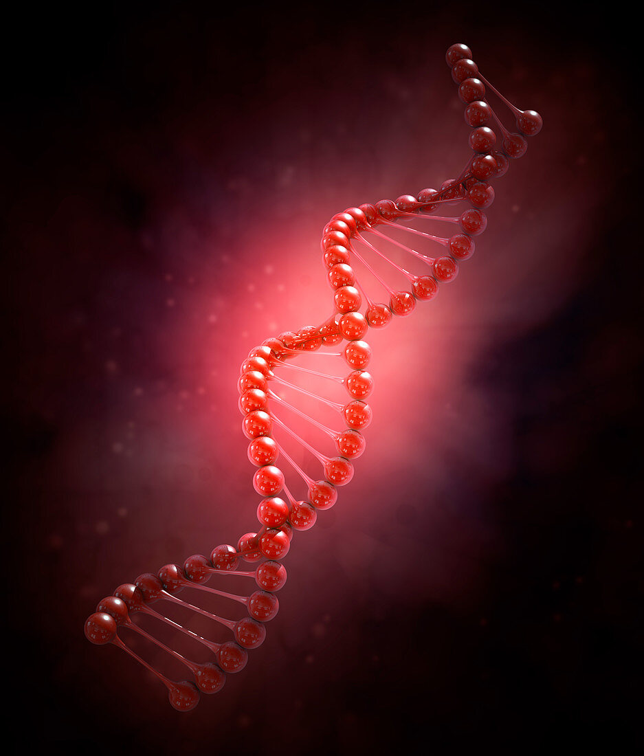 DNA strand molecular model,illustration