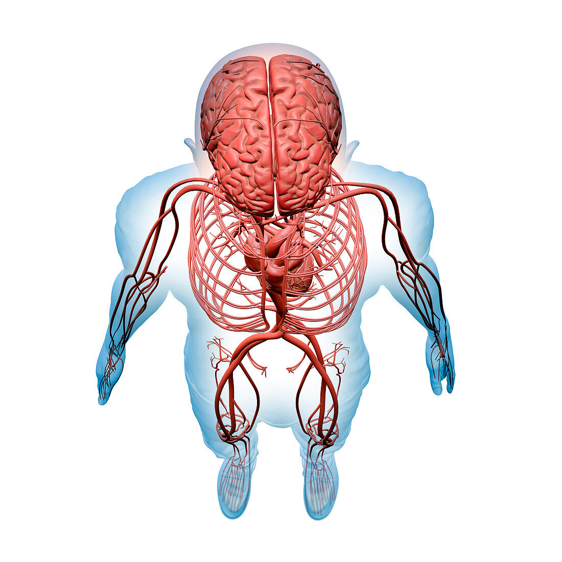 Human circulatory and nervous systems