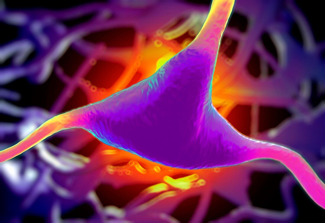 Cerebral cortex nerve cell,illustration