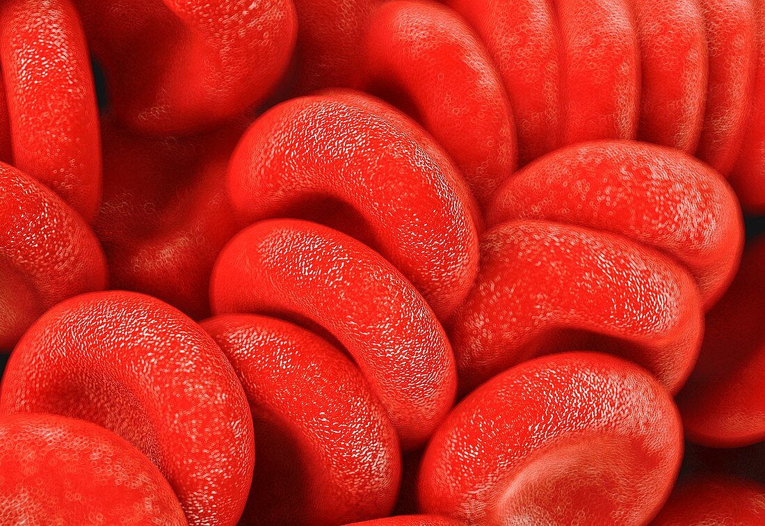 Red blood cells,illustration