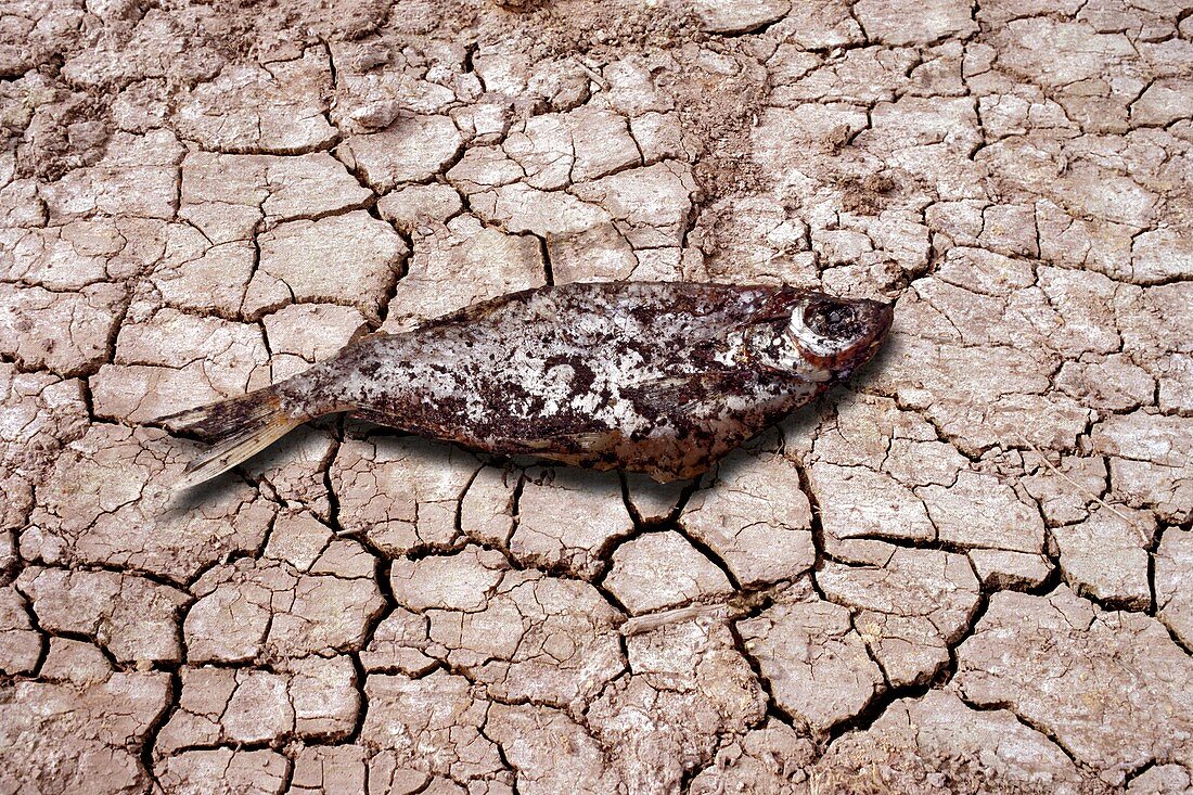 Dead fish on cracked earth