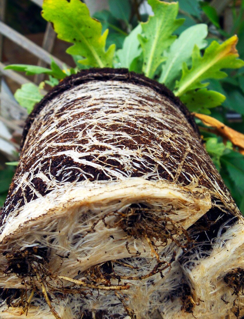 Pot bound plant roots