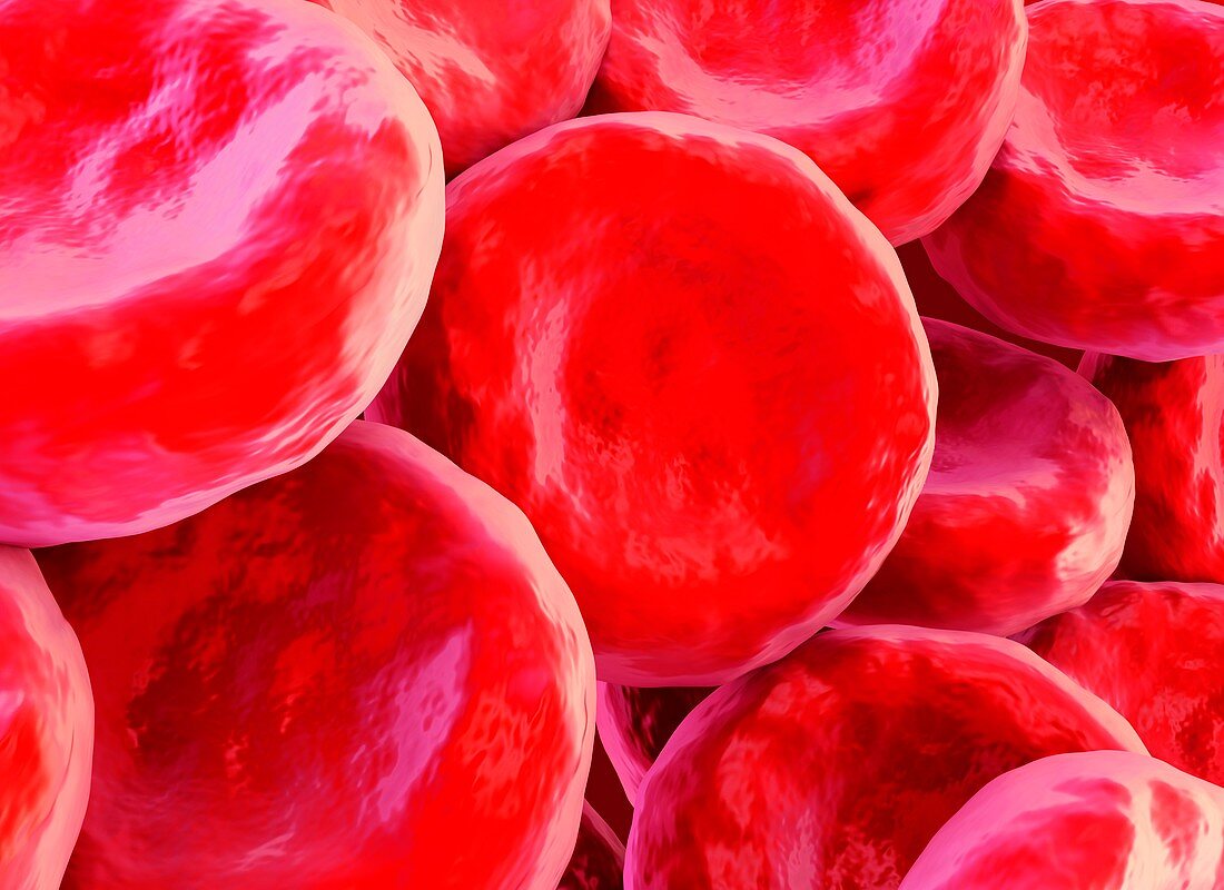 Red blood cells,illustration