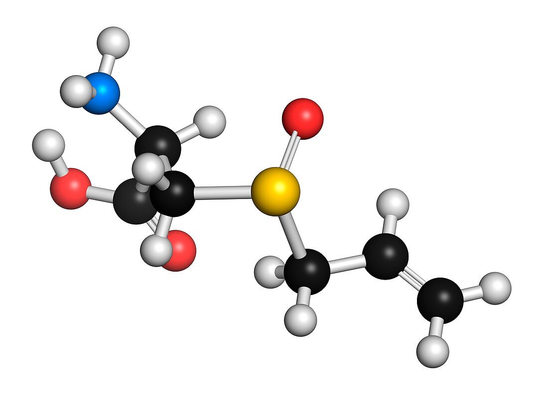 Allicin garlic molecule