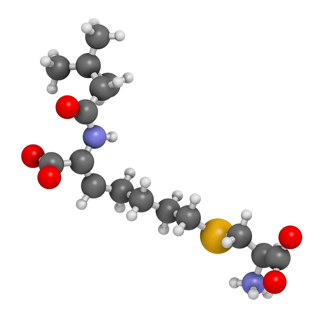 Cilastatin molecule