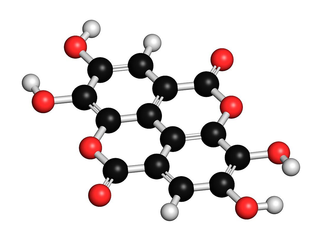 Ellagic acid dietary supplement molecule