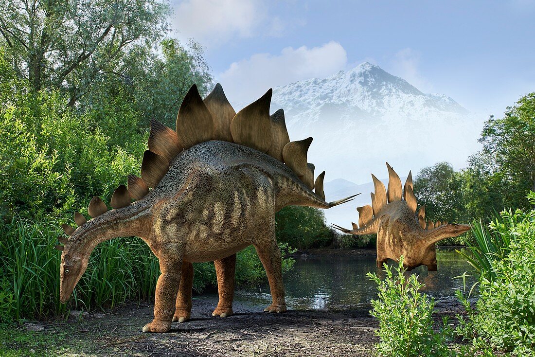Stegosaur dinosaurs,illustration