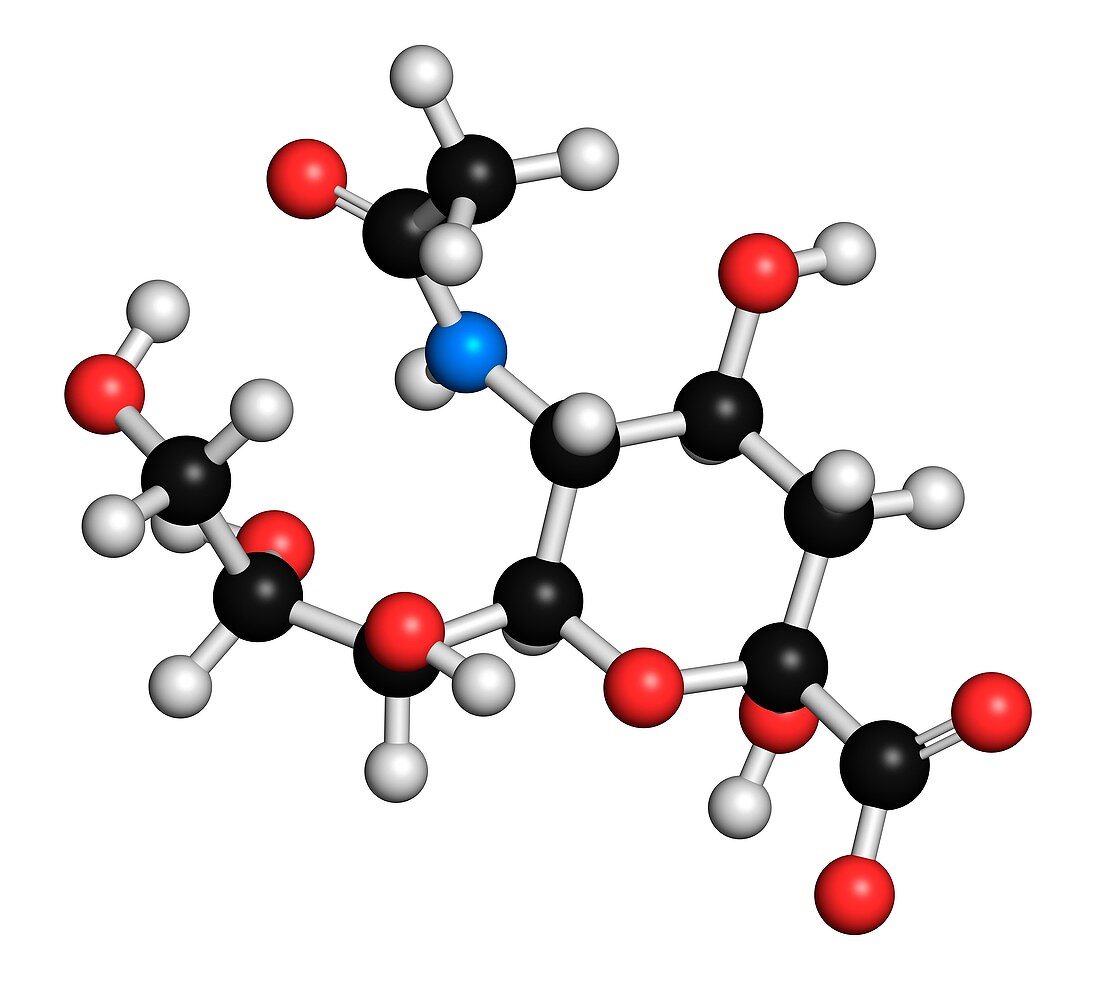 Sialic acid molecule