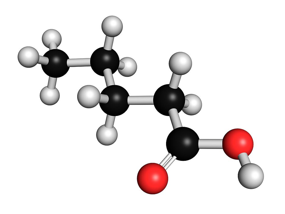 Valeric acid molecule