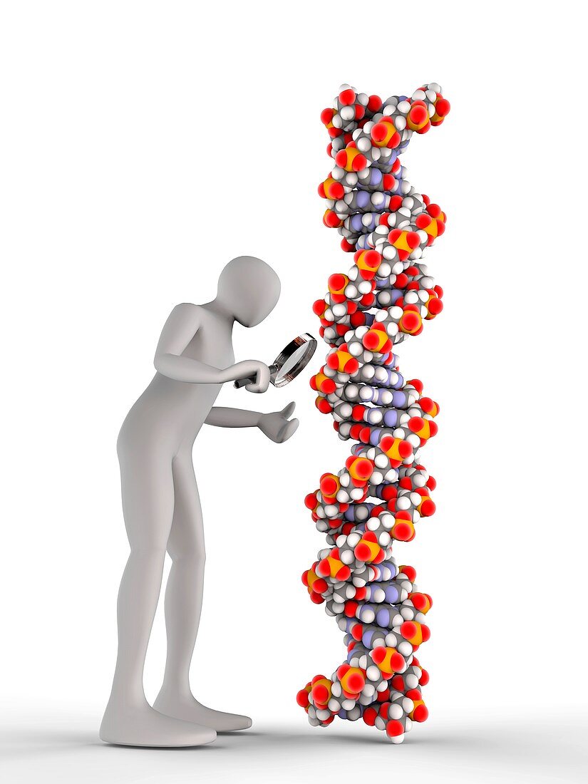 3d man inspecting DNA chain