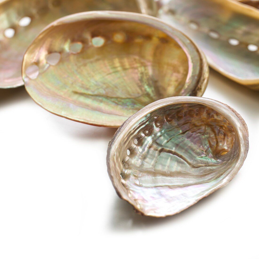 White coloured abalone shells