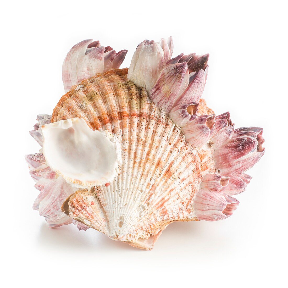 Scallop shell and barnacles