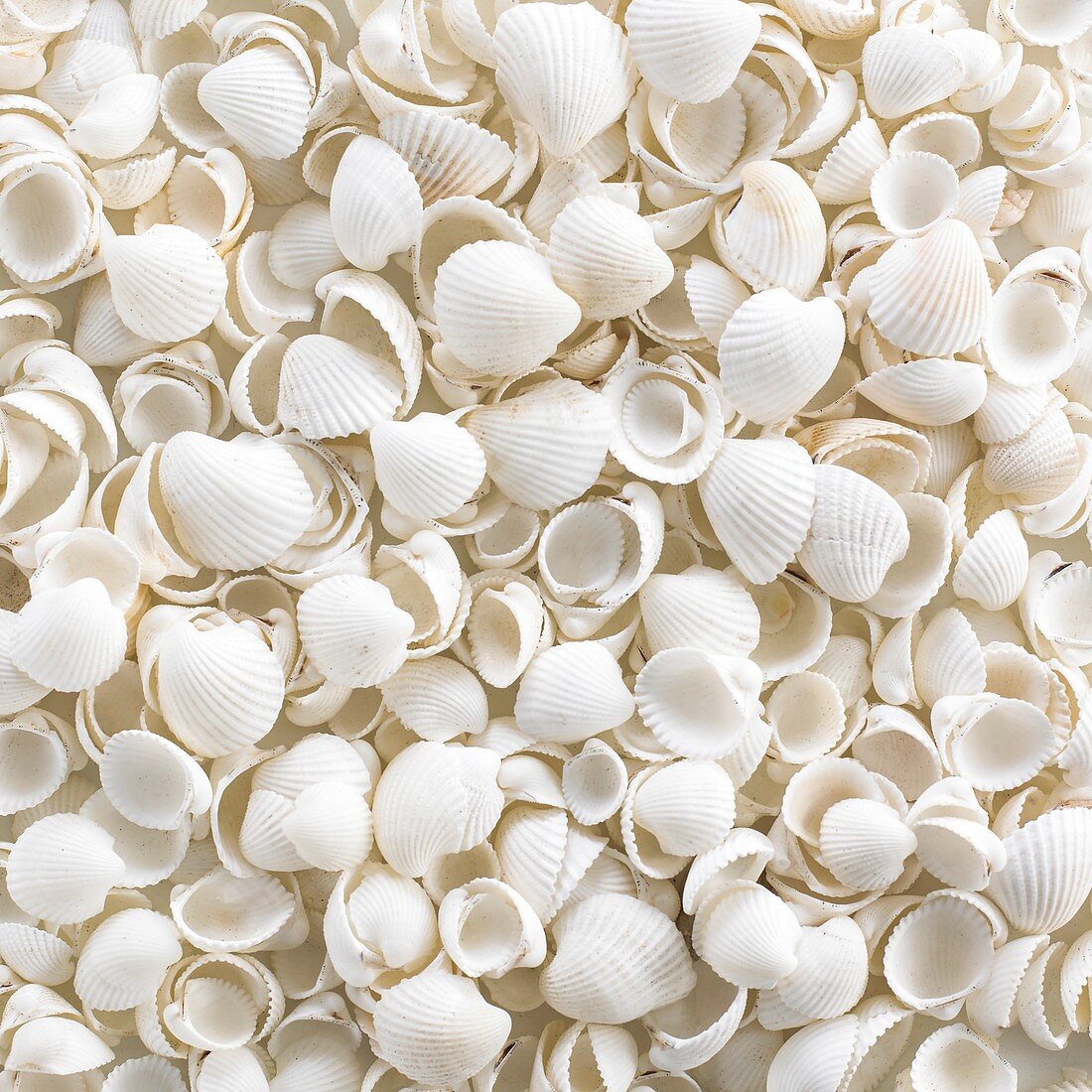 Cockle shells,full frame