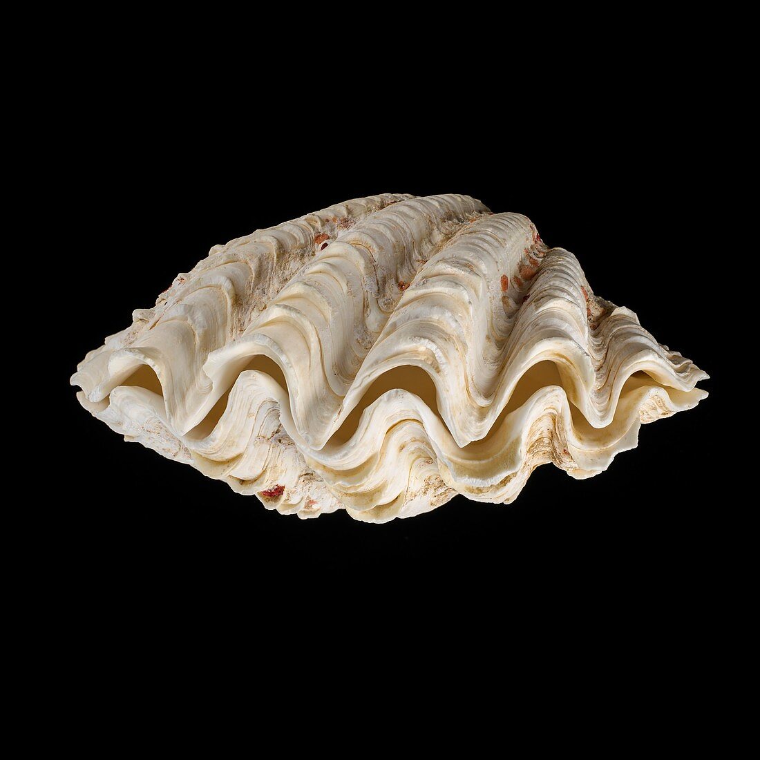 Fluted giant clam shell