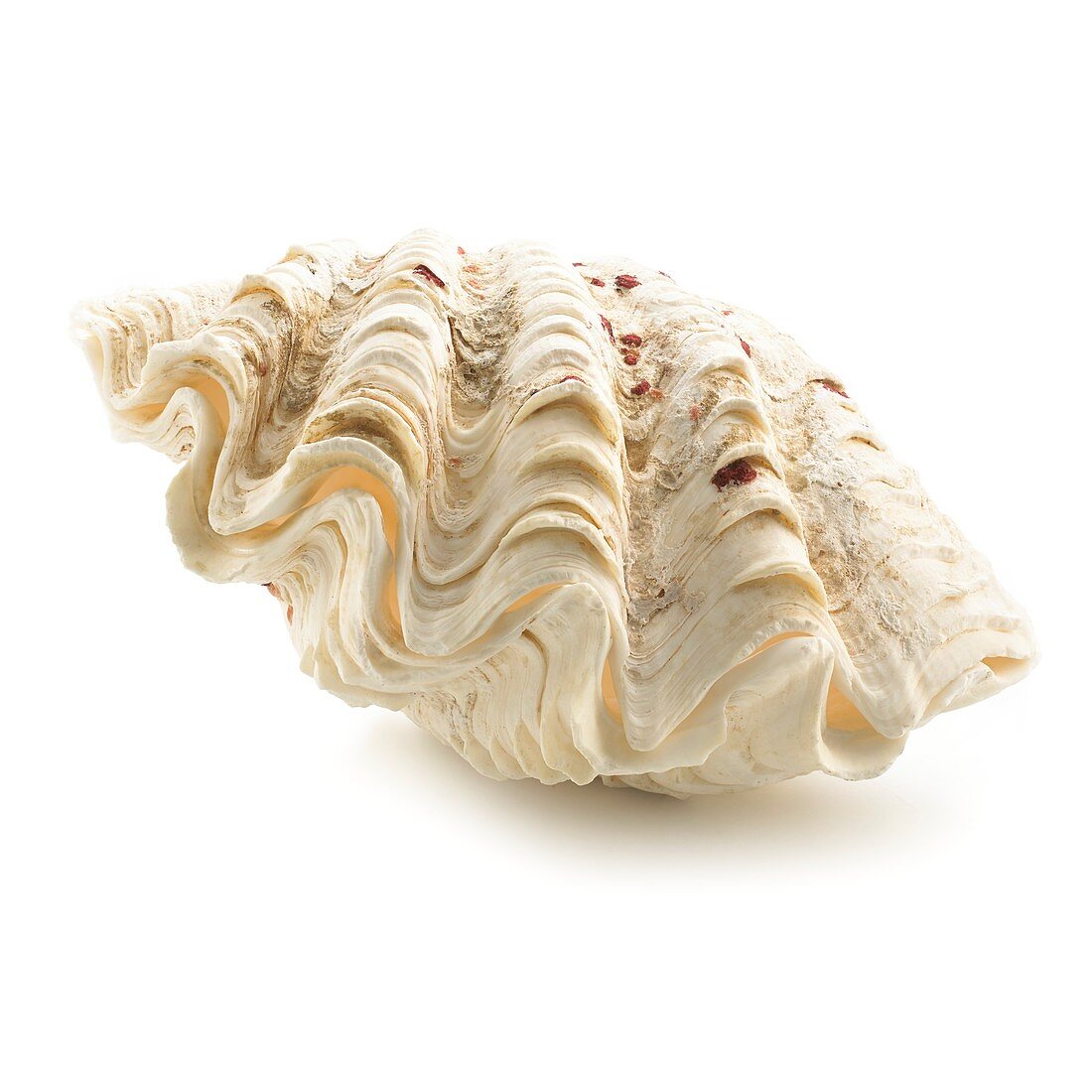 Fluted giant clam shell