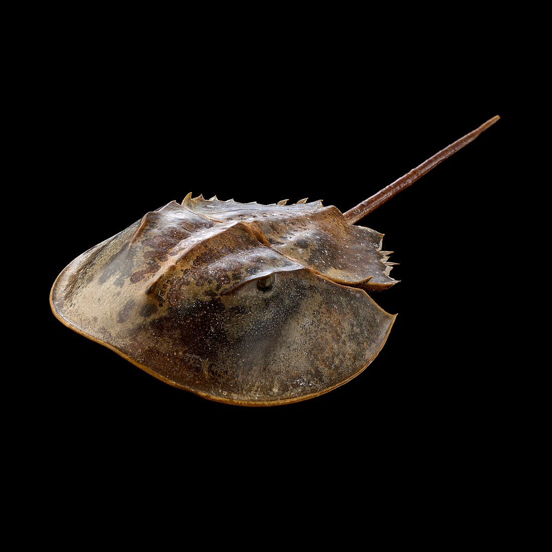 Atlantic horseshoe crab