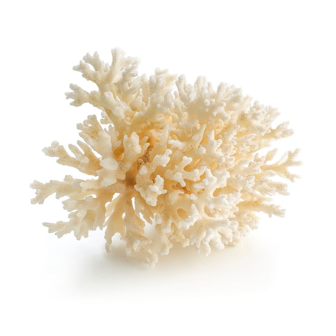 Cauliflower coral