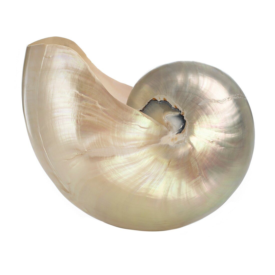 Polished chambered nautilus shell