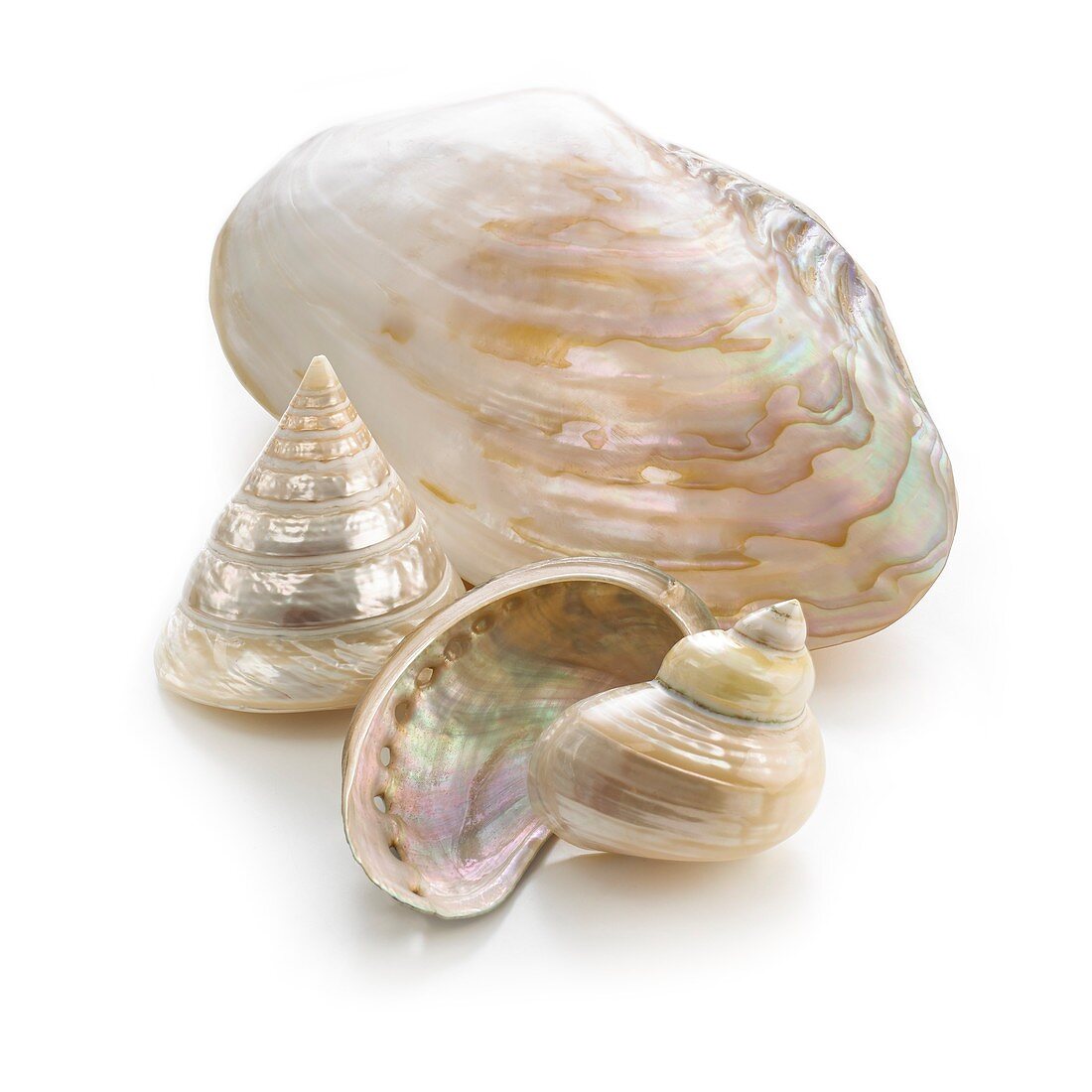 Selection of pearlised sea shells