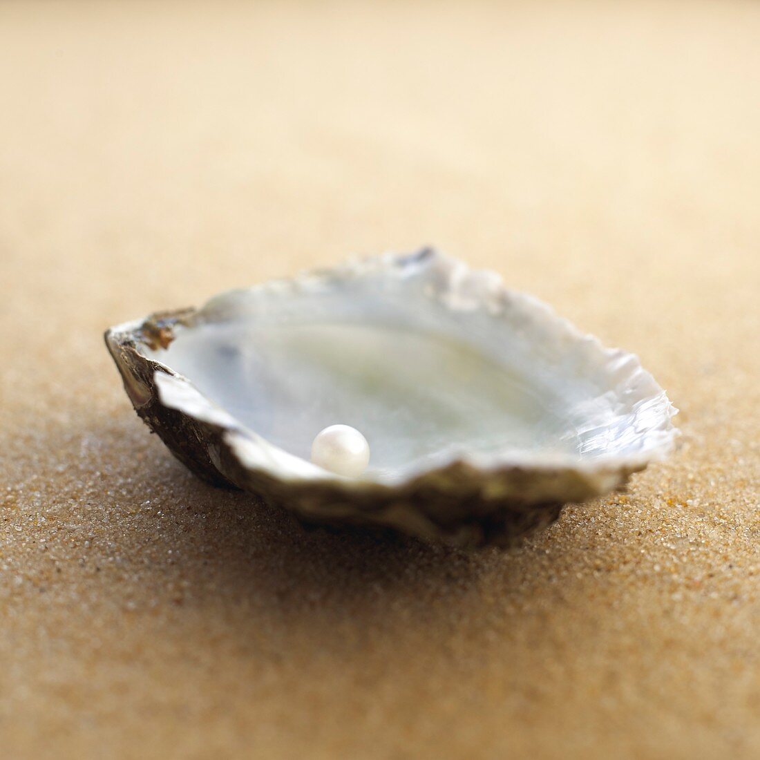 Oyster shell with pearl inside