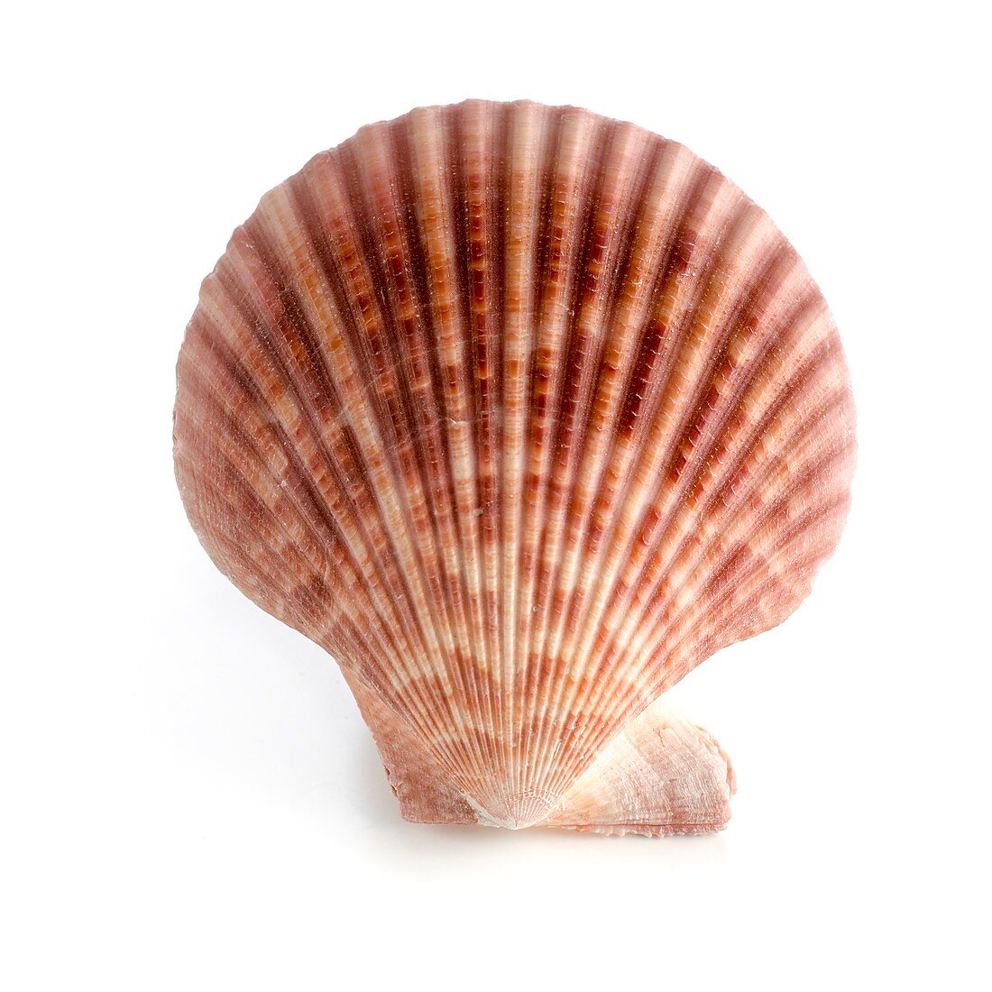 Scallop shell