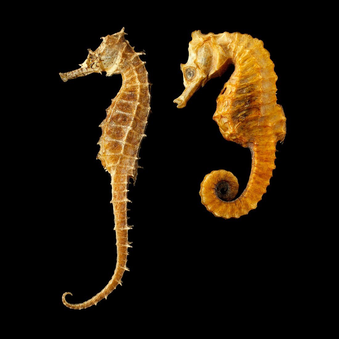 Two seahorses against black background