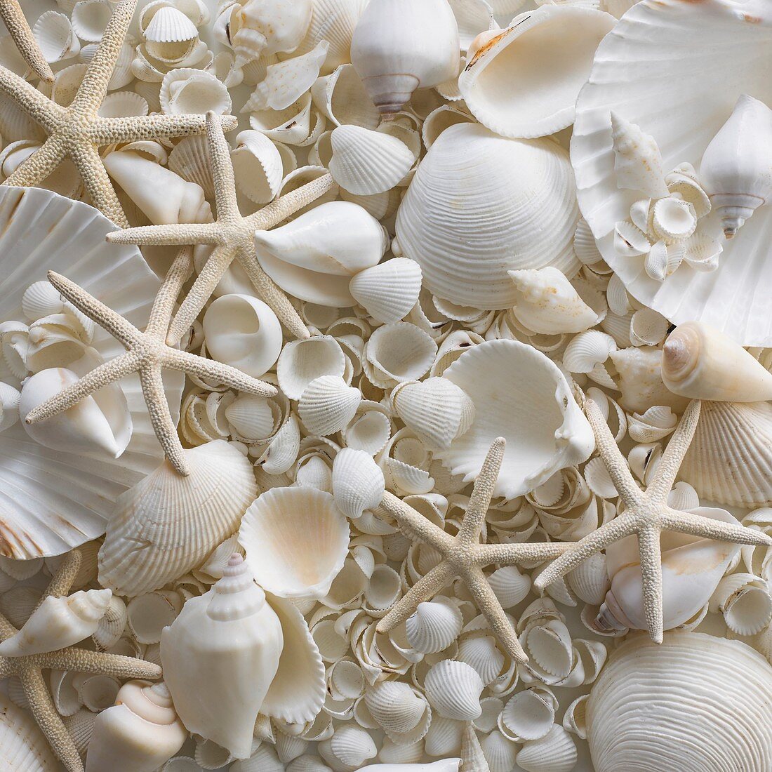 Selection of sea shells and star fish