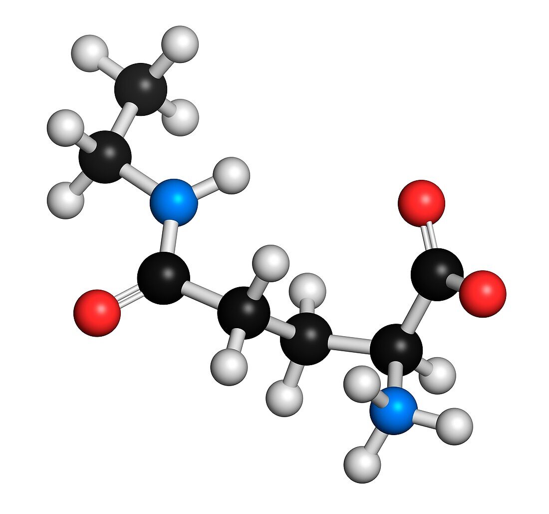 Theanine herbal molecule