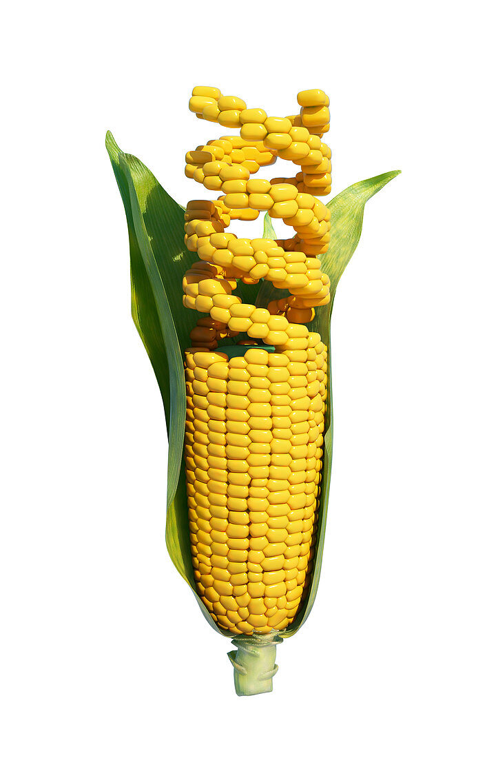 Genetically modified corn,illustration