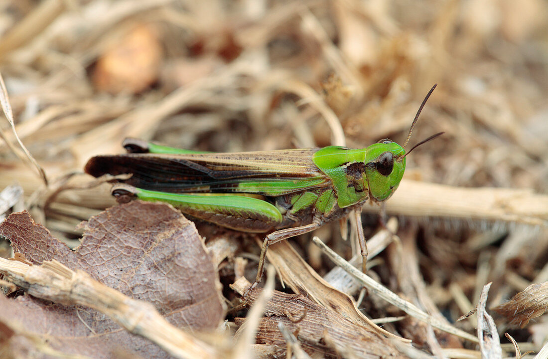 Green tree locust