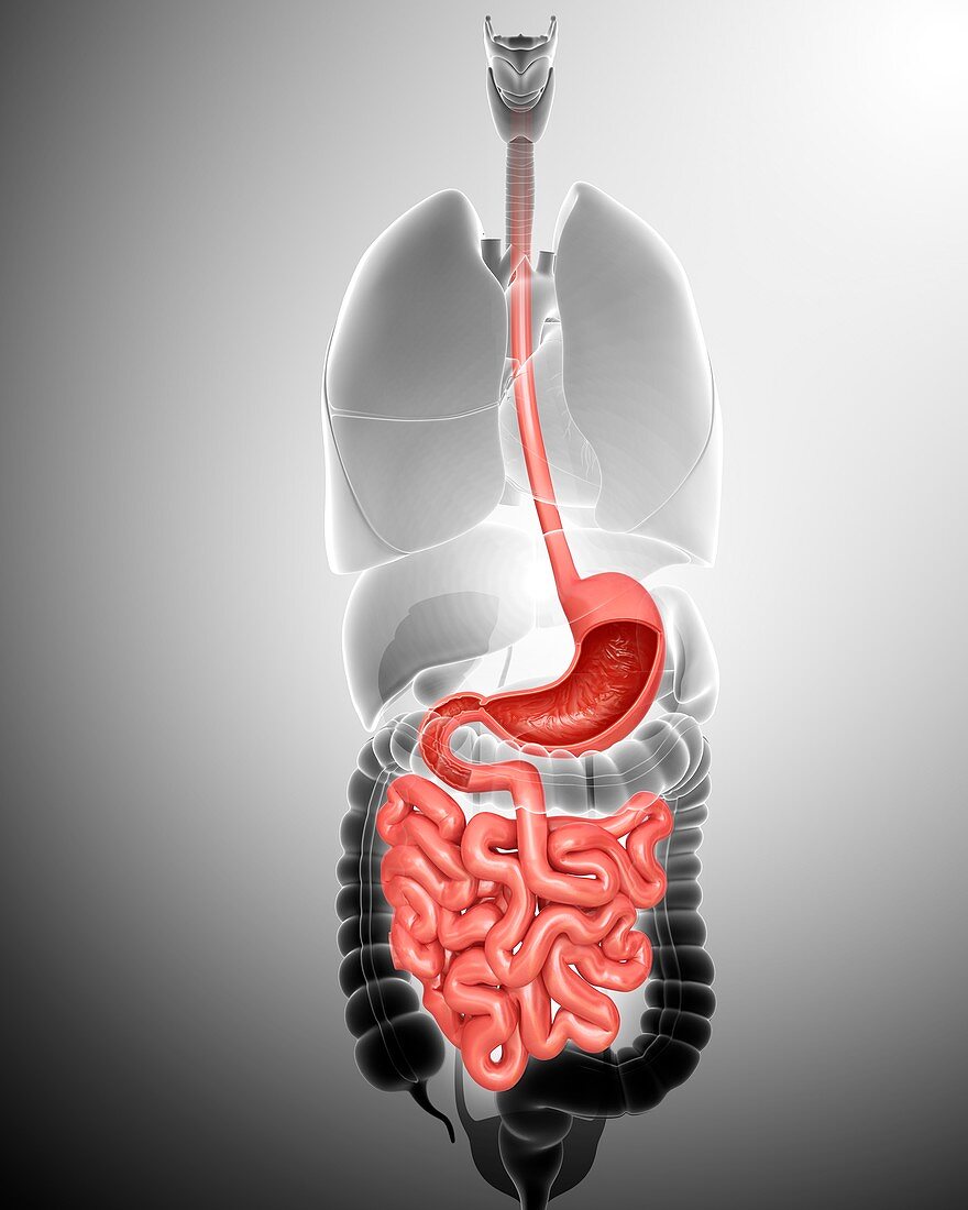 Human digestive system,illustration