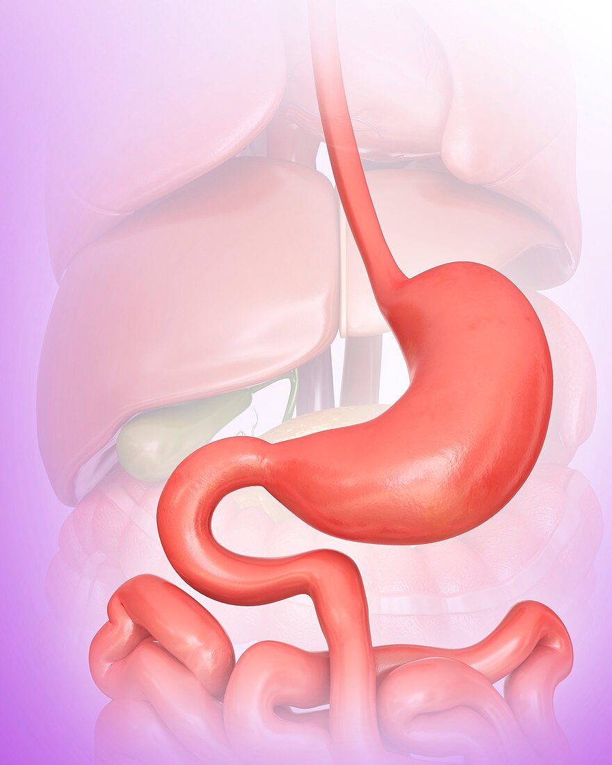 Stomach,illustration